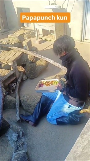Punch Kun's Caretaker Feeding other ichikawa zoo Animals #animals #cute #ichikawa #viralshorts