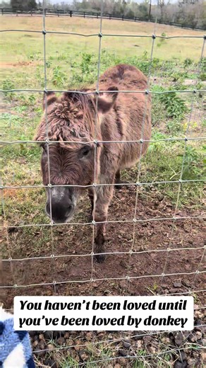 Best life (@joelocasio911)’s videos with original sound - Foe