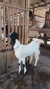 5.9K views · 74 reactions | #peternakkambing #kambingetawa #etawa #susukambingetawa #kambingseni | Kopastama Farm | Facebook