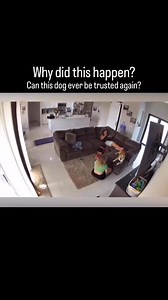 2.8M views · 15K reactions | There are many reasons why this might have happened, but the simplest explanation is that the dog was resource guarding the space and the couch. I’ll go over this video slo-motion in a later video but what do you think? Anything else you are seeing? #reactivedog #dogbehavior #anxiousdog #dogtrainingtips #dogbehaviorist | Thinking Canine | Facebook
