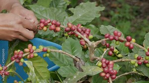 coffee bean in coffee process agriculture background. Coffee farmer picking ripe cherry beans.