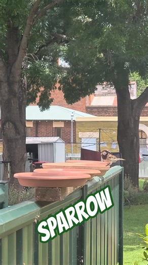 Sparrows at the Feeder Trays