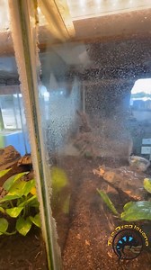 Do you think tarantulas are funny or scary? 🕷 It kinda looked like this one was making a very rudge gesture at us for cleaning its tank, so we think they're pretty darn goofy! #lol #funny #spider #tarantula #cute #pets | The Tye-Dyed Iguana