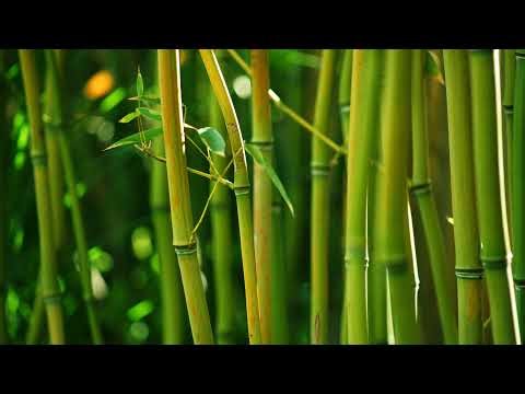 24/7 Lo-Fi Beats 🎧 Study Music for Focus, Work and Concentration