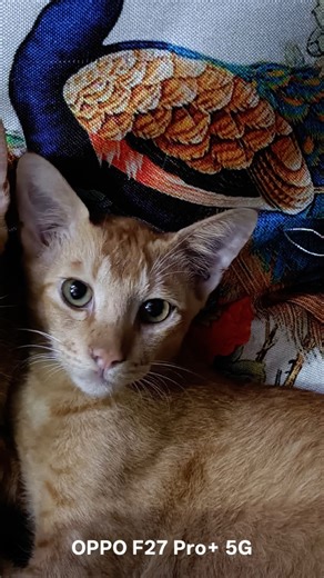 cute kittens 😍😍#kitten #cute