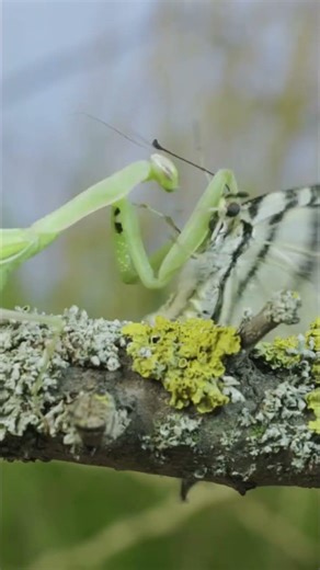 A green praying mantis catches and eats a large butterfly. #insects #nature #wildlife