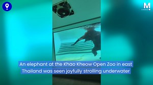 Elephant joyfully strolls underwater at Thai zoo