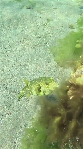 Tiny Spotted Pufferfish Turns Back to Face the Camera 🐡👀📹