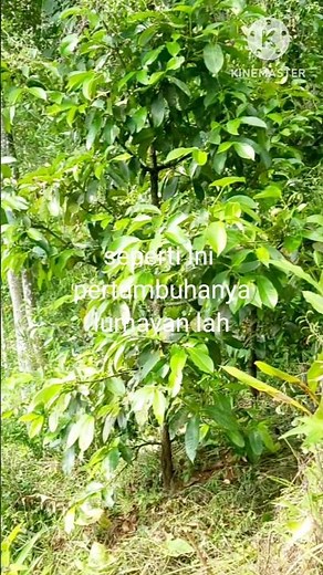 tanaman manggis dengan pu2k NPK& phonska #manggis #shorrts