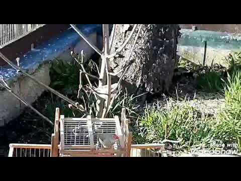 Piege a oiseaux trébuchet