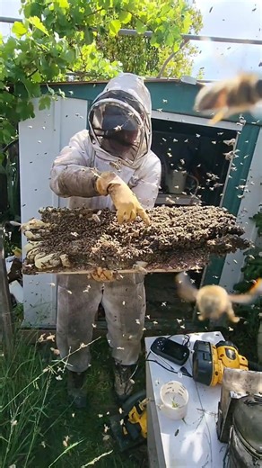 453K views · 8.5K reactions | Why Did This Bee Hive Smell Like Bananas???  #savethebees #beekeeper #beekeeping #bee #animal #rescue #pestcontrol #honey #bananas #honeycomb #construction #constructionlife #nature #safetyfirst | Mr. Mrs. Bee Rescue | Facebook
