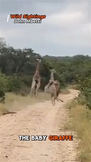 7.1K views · 52 reactions | A baby giraffe incredibly kicked a hunting lion off in midair after it had jumped on its back. #lion #giraffe #kapamaprivategamereserve #safari #wildlifephotography | Wild Sightings | Facebook