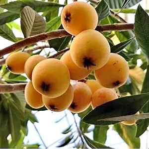Golden Loquat Tree Live Plant, Grafted Loquat Tree, 10 to 14 Inc, Loquat Plant Live for Growing Outdoor Indoor, Half Gallon Pot