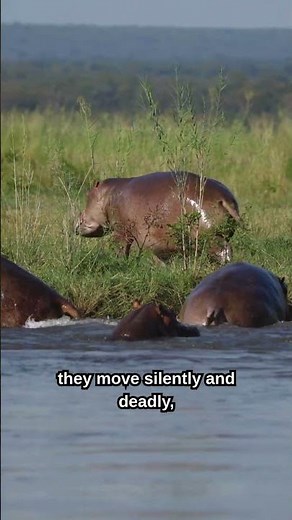 Hippopotamus. The Most Dangerous Animal In The River! 😱 #shorts