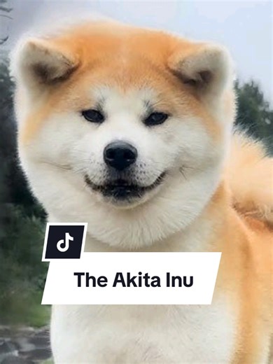 The Noble Akita Inu: A Loyal Guardian Dog
