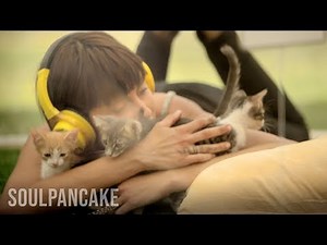 Kitten Therapy: The Prescription for Stress