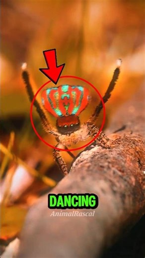This Tiny Spider Dances to Survive 😳🕷️