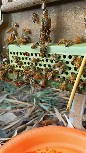 Bees Bringing Flower Pollen Daily #bee #beekeeper #honeybeesting #beepollen