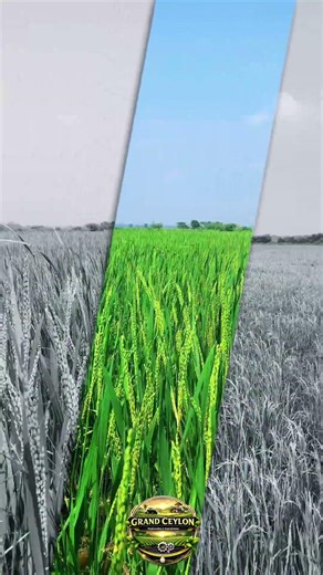 Stem Borer Infestation in the Rice Field