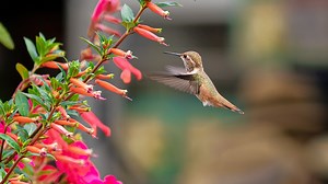 Josie's Top Five Hummingbird Plants