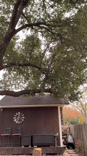 Living Tree LLC on Instagram: "Trimming a live up off a roof!"