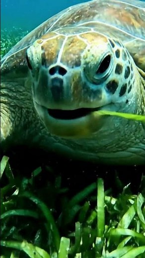 The Graceful Journey of the Green Sea Turtle 🐢 #Shorts