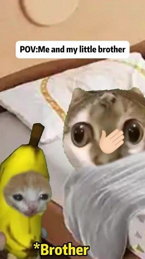 Funny Cat Meme Reactions You Can't Miss