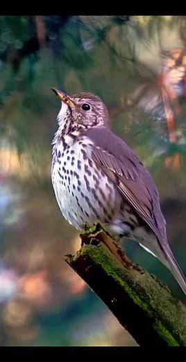 Beautiful bird sounds with calm piano music🎶😍🎧 #meditationmusic70 #piano #bird #pinaomusic #birdsounds #nature #forestsounds #morning #goodmood #beautiful #birdslovers #calm #music #naturesounds #wonderful #singing #birdsinging @MeditationandRelaxation Music Relaxing birds sounds