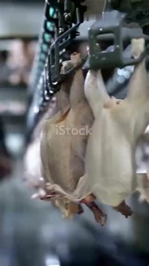 Squab Shock: Pigeons to Plate#factorybite #shortvideo