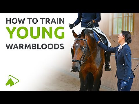 Classical Dressage: Training the Young Warmblood | wehorse