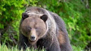 Watch I Was Prey Season 3 Episode 10 - Mauled In The Mountains