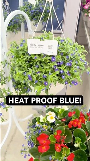 The Summer Lobelia That Won't Quit! 🔥 Masterpiece Blue with Eye