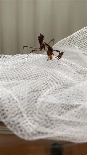 Conehead mantis eating show! (TIMELAPSE)