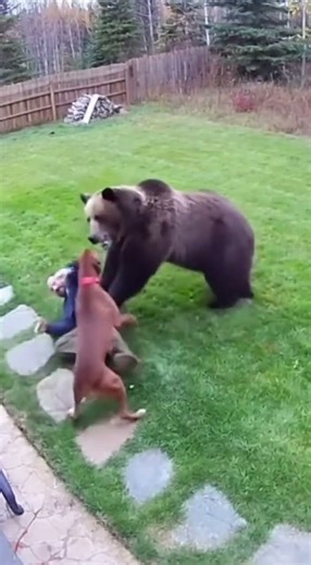 Hero Dog Saves Owner from Vicious Bear Attack in Backyard! #DogHero #BearAttack #PetRescue #LoyalDog