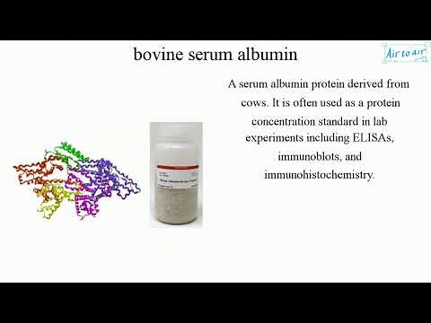 bovine serum albumin (English) - Medical terminology for medical students -