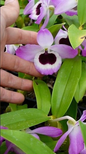 Reproducing dendrobium orchids. #orchids #dendrobium #doll'seye #flowers #plantreproduction