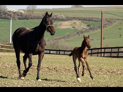Les étapes du début de la vie d'un poulain