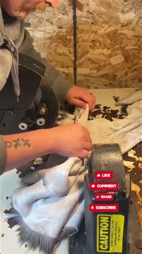 fleshing machine #taxidermy #shorts