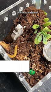 102K views · 766 reactions | This one did NOT work! | The Molinaro Snake Lab | Facebook