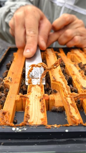 Black Mountain Honey on Instagram: "scraping propolis from beehive frames 🐝"