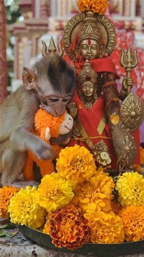Make a small baby monkey with an + orange stuffed animal monkey come up to me and maa durga snuggle
