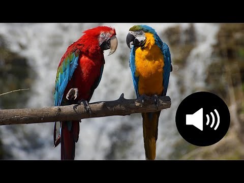Cri du Perroquet Ara | Macaw Parrot Sound