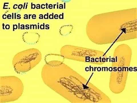 Cloning in a Plasmid Vector