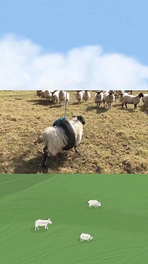 129K views · 1.7K reactions | Big cow and baby fox fighting, Amazon wild nature #wildlifeplanet #wildanimals #motherhood #animals #hunting #fishinglife #wildlifeplanet | wild life togo | Facebook