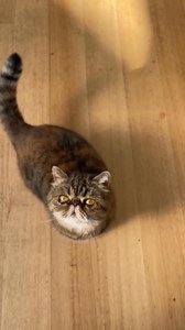 Vegan Snickerdoodle Protein Balls – recipe in comments ↓ | Glow Diaries | Facebook