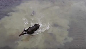 Drone Footage of Wolf Trying to Take Down Moose Is the Most Dramatic Wildlife Footage Ever | The Inertia