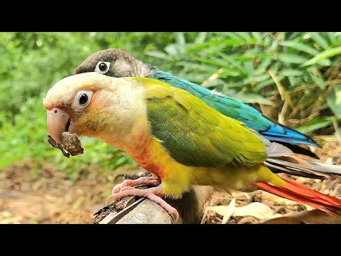 How does your parrot feel about this video? Pineapple conure, Blue conure parrot sounds.