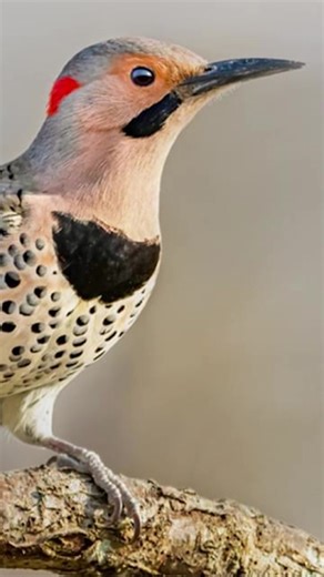 Here are some cool facts about the Northern Flicker, one of the most fascinating woodpeckers in North America: Their Appearance- Northern Flickers are medium-sized woodpeckers with brown, barred backs and spotted bellies. Depending on where they live, they can have yellow (Eastern) or red (Western) feather highlights under their wings and tails. Their Diet 🐜- Unlike most woodpeckers, they often feed on the ground, especially on ants, their favorite meal! Their long, barbed tongue can reach deep