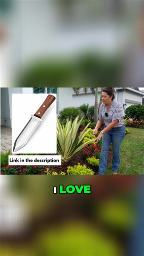 Want more False Agave plants? Propagating them is simpler than you think! Just use a serrated knife to slice a leaf close to the trunk. It's that easy and can be done twice a year. #Agave #PlantPropagation #GardeningTips #EasyGardening #GardenHacks | Construction Landscape Company with Designs by Jennifer Bevins