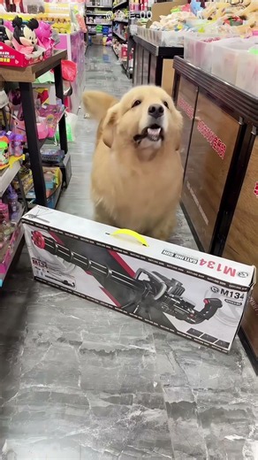 Dog's Cute Way For Free Toys